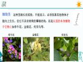 4.4《植物的茎与物质运输 第1课时》PPT课件+视频素材 浙教版八年级科学下册