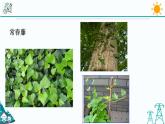 4.4《植物的茎与物质运输 第1课时》PPT课件+视频素材 浙教版八年级科学下册
