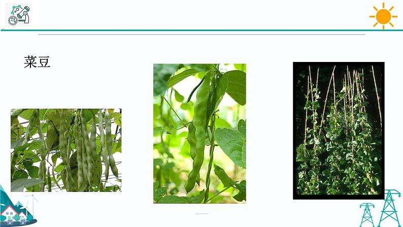 4.4《植物的茎与物质运输 第1课时》PPT课件+视频素材 浙教版八年级科学下册06