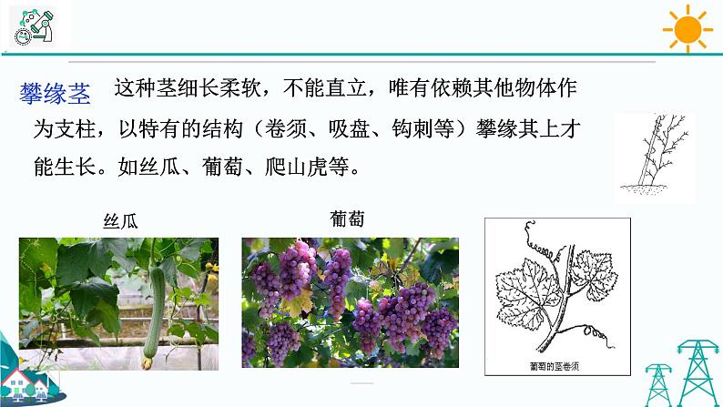 4.4《植物的茎与物质运输 第1课时》PPT课件+视频素材 浙教版八年级科学下册07