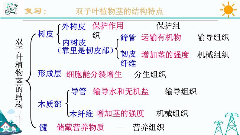 4.4《植物的茎与物质运输 第2课时》PPT课件+视频素材 浙教版八年级科学下册02