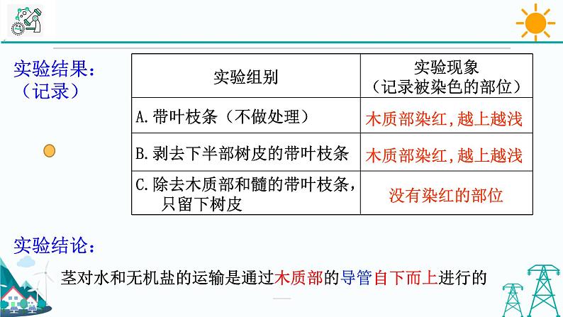 4.4《植物的茎与物质运输 第2课时》PPT课件+视频素材 浙教版八年级科学下册06