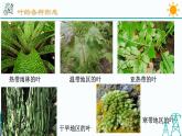 4.5《植物的叶与蒸腾作用 第1课时》PPT课件+视频素材 浙教版八年级科学下册