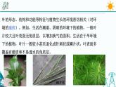 4.5《植物的叶与蒸腾作用 第1课时》PPT课件+视频素材 浙教版八年级科学下册