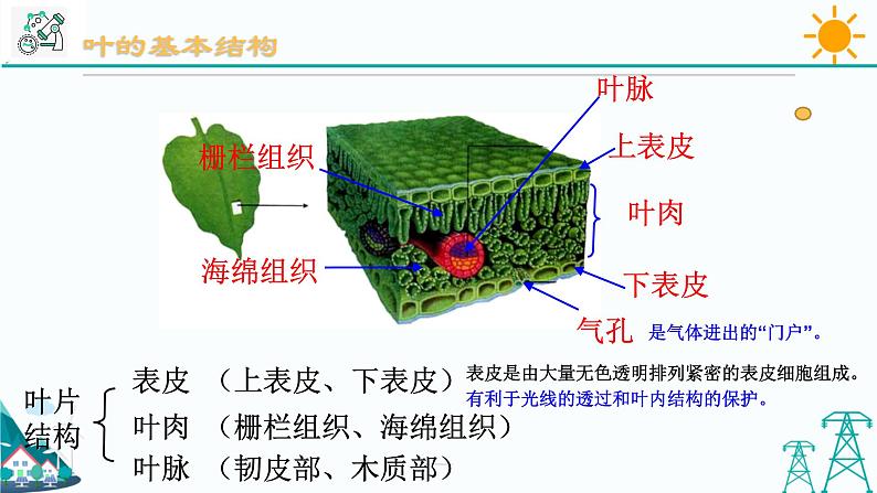 4.5《植物的叶与蒸腾作用 第1课时》PPT课件+视频素材 浙教版八年级科学下册05