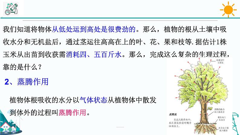 4.5《植物的叶与蒸腾作用 第1课时》PPT课件+视频素材 浙教版八年级科学下册07