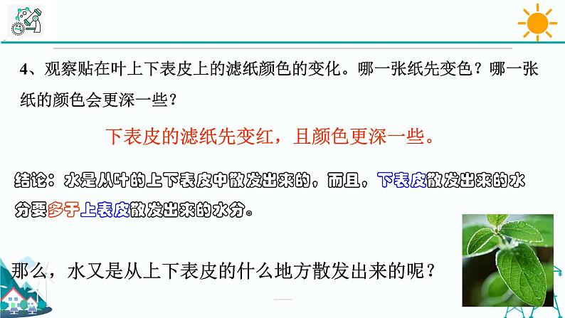 4.5《植物的叶与蒸腾作用 第2课时》PPT课件+视频素材 浙教版八年级科学下册05