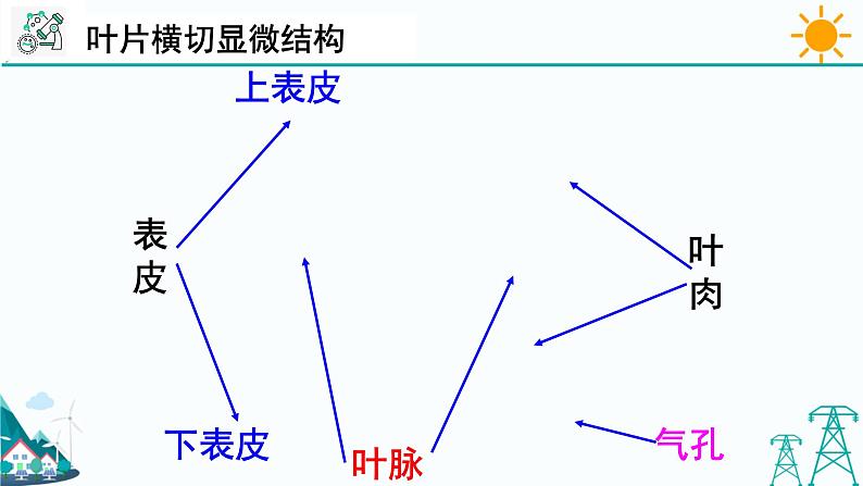 4.5《植物的叶与蒸腾作用 第2课时》PPT课件+视频素材 浙教版八年级科学下册06