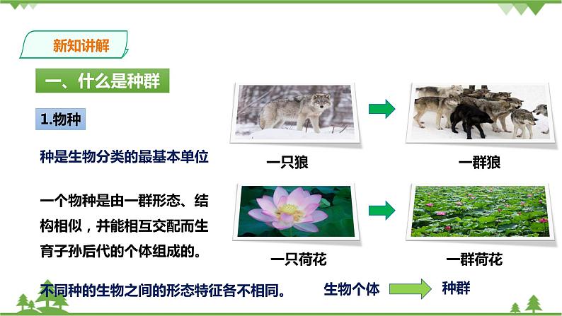 2.2《种群》PPT课件+教案+练习+素材 浙教版九年级科学下册03