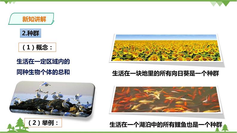 2.2《种群》PPT课件+教案+练习+素材 浙教版九年级科学下册04