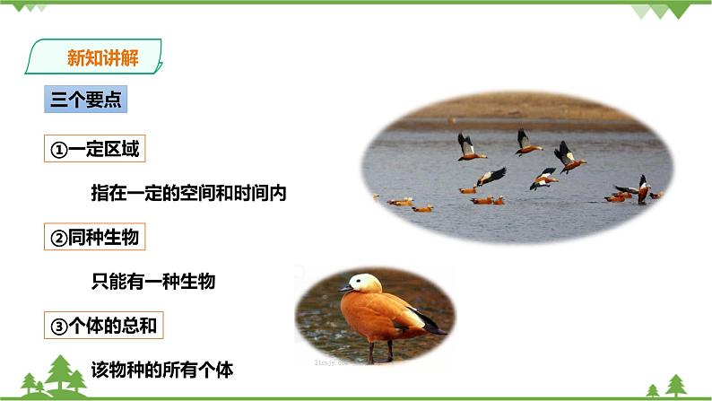 2.2《种群》PPT课件+教案+练习+素材 浙教版九年级科学下册05