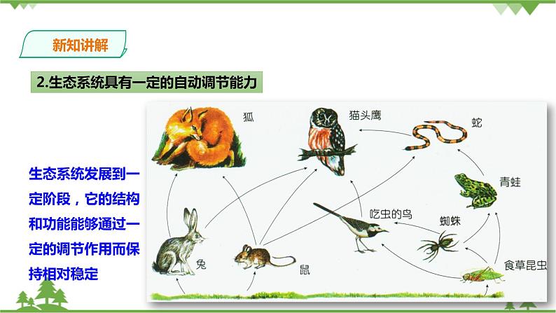 2.5《生态系统的稳定性 第1课时》PPT课件+教案+练习 浙教版九年级科学下册06