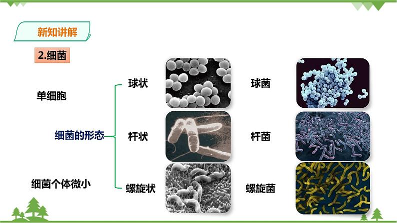 3.2《来自微生物的威胁 第1课时》PPT课件+教案+练习 浙教版九年级科学下册05