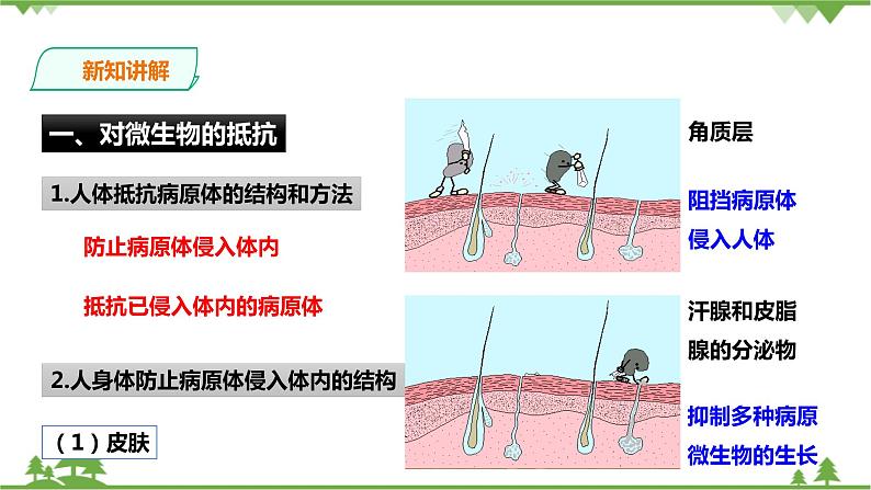 3.3《身体的防卫 第1课时》PPT课件+教案+练习 浙教版九年级科学下册03