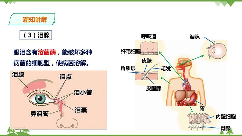 3.3《身体的防卫 第1课时》PPT课件+教案+练习 浙教版九年级科学下册05