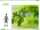3.5《人的运动系统和保健 第1课时》PPT课件+教案+练习 浙教版九年级科学下册