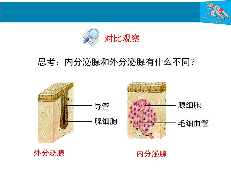 初中科学八年级上3.2 激素调节课件（41张PPT）第5页