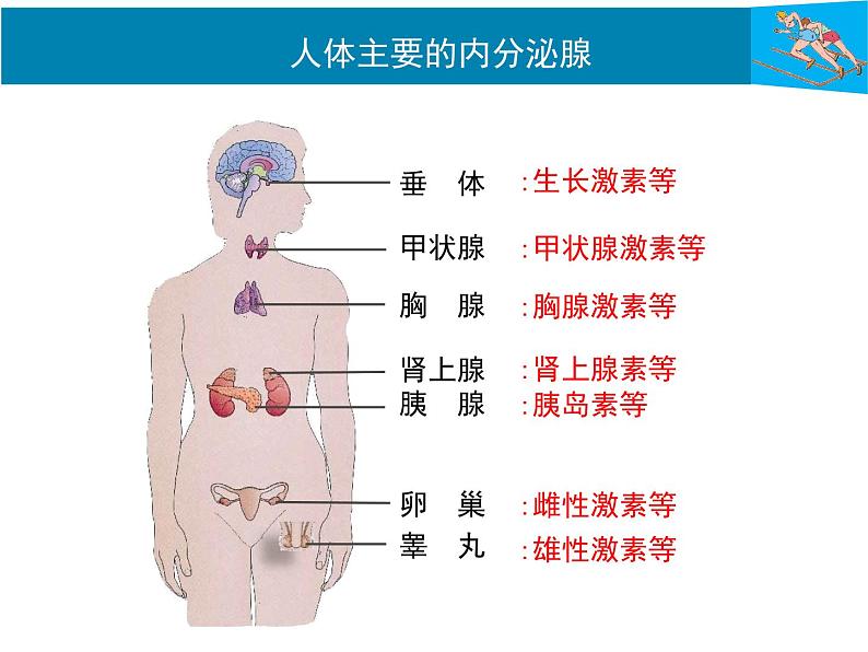 初中科学八年级上3.2 激素调节课件（41张PPT）第7页