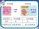 初中科学八年级上3.2 人体的激素调节课件（30张PPT）