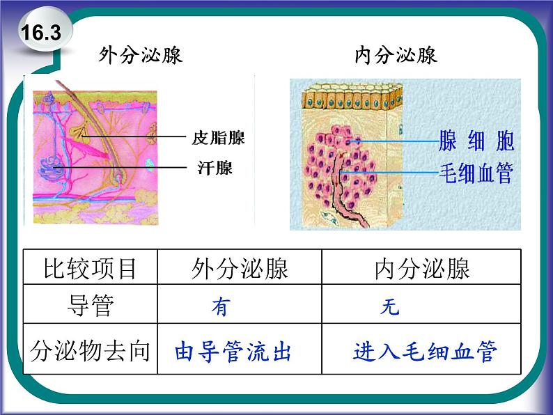 初中科学八年级上3.2 人体的激素调节课件（30张PPT）第5页