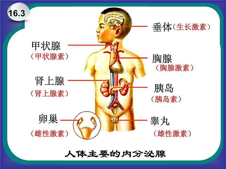 初中科学八年级上3.2 人体的激素调节课件（30张PPT）第7页