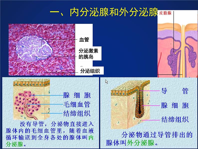 初中科学八年级上3.2 激素调节课件（24张PPT）第5页