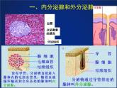 初中科学八年级上3.2 激素调节课件（24张PPT）