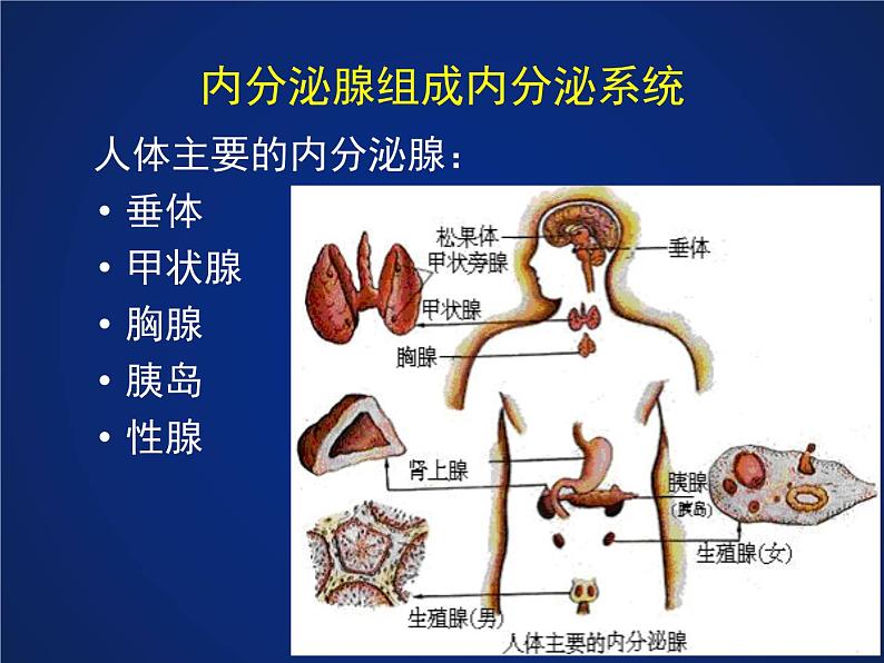 初中科学八年级上3.2 激素调节课件（24张PPT）第7页