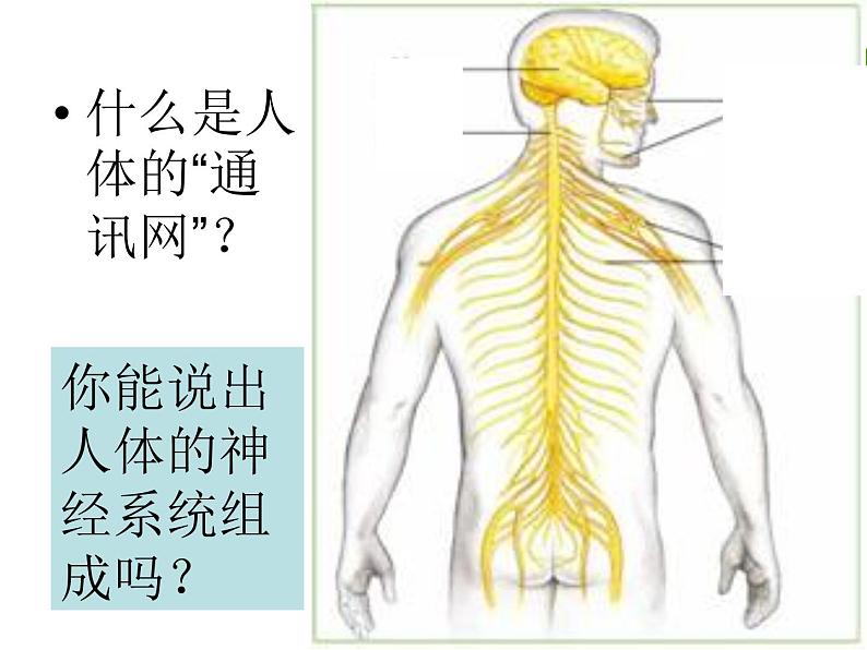 2020—2021学年华东师大版八年级科学下册 7.2 人体生命活动的神经调节第3页