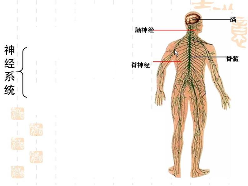 2020—2021学年华东师大版八年级科学下册 7.2 人体生命活动的神经调节第4页