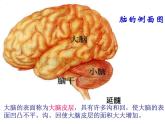 2020—2021学年华东师大版八年级科学下册 7.2 人体生命活动的神经调节 课件