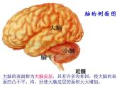 2020—2021学年华东师大版八年级科学下册 7.2 人体生命活动的神经调节 课件