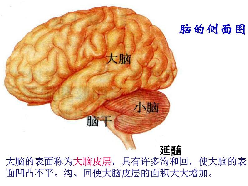 2020—2021学年华东师大版八年级科学下册 7.2 人体生命活动的神经调节第5页