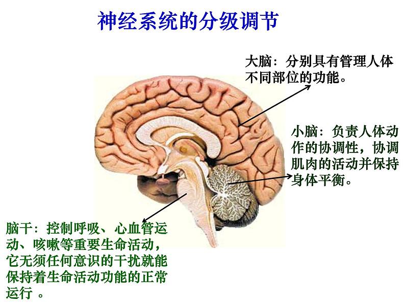 2020—2021学年华东师大版八年级科学下册 7.2 人体生命活动的神经调节第6页