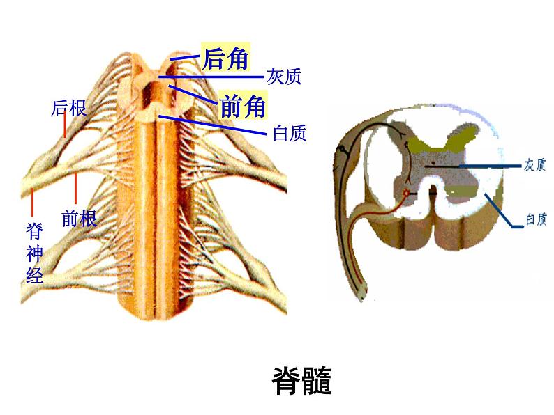 2020—2021学年华东师大版八年级科学下册 7.2 人体生命活动的神经调节第7页