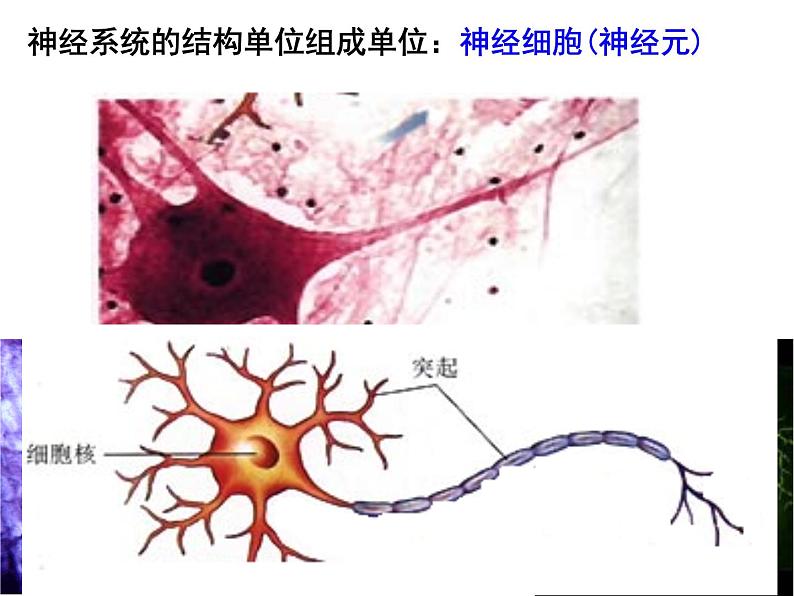 2020—2021学年华东师大版八年级科学下册 7.2 人体生命活动的神经调节第8页