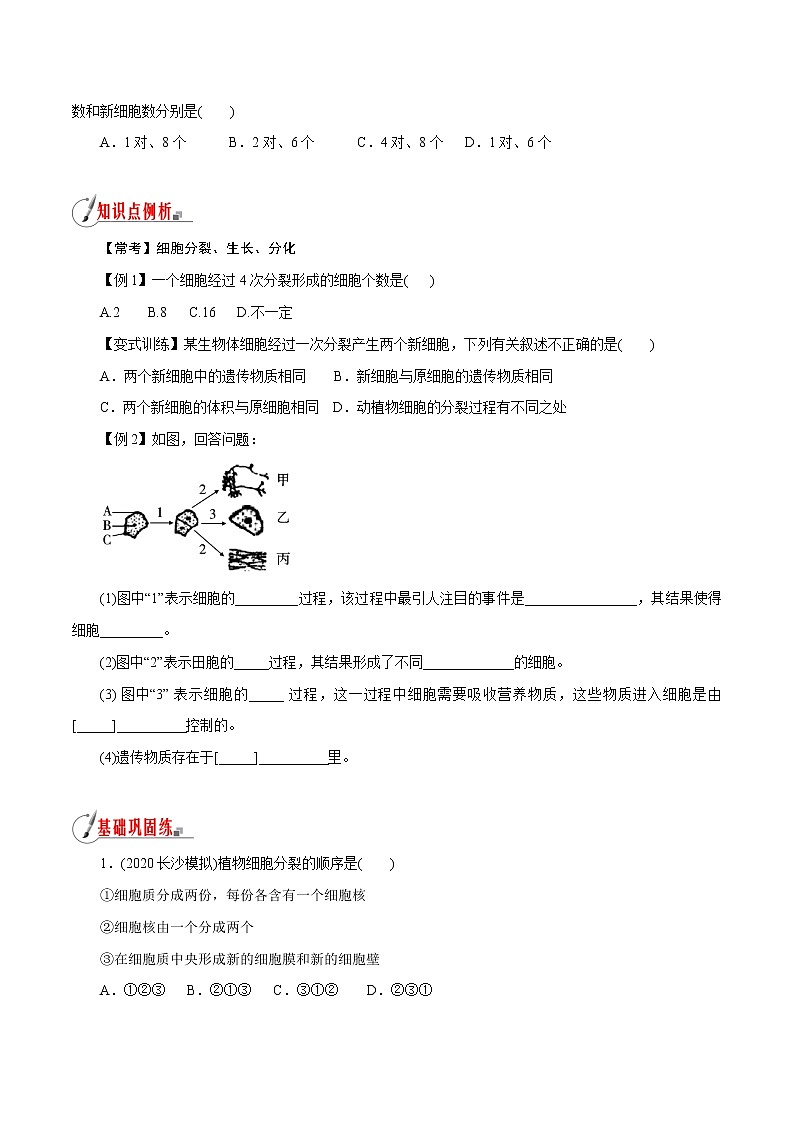 【精品讲义】浙教版 科学 7年级上册 2.3.1 生物体的结构层次——细胞的分裂、生长和分化（教师版+学生版）03