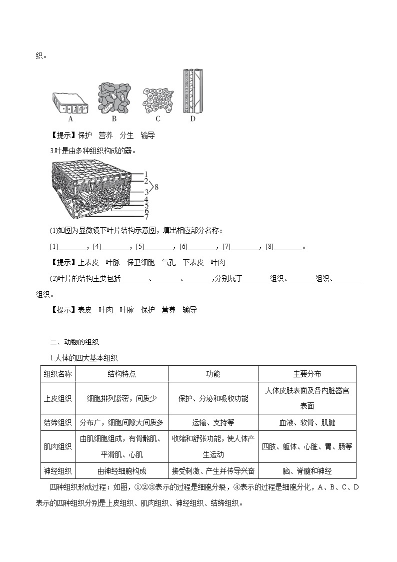 【精品讲义】浙教版 科学 7年级上册 2.3.2 生物体的结构层次——组织（教师版+学生版）02