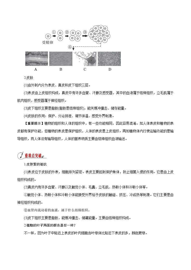 【精品讲义】浙教版 科学 7年级上册 2.3.2 生物体的结构层次——组织（教师版+学生版）03
