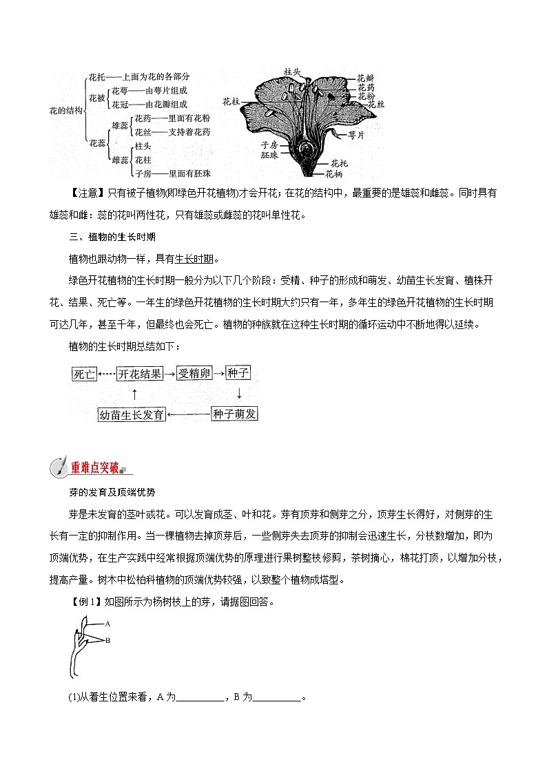 【精品讲义】浙教版 科学 7年级下册 1.4.2 芽的发育和花的结构（教师版+学生版）03