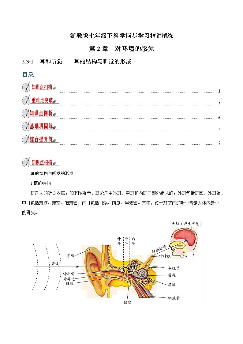 【精品讲义】浙教版 科学 7年级下册 2.3.1 耳和听觉——耳的结构与听觉的形成（教师版+学生版）01