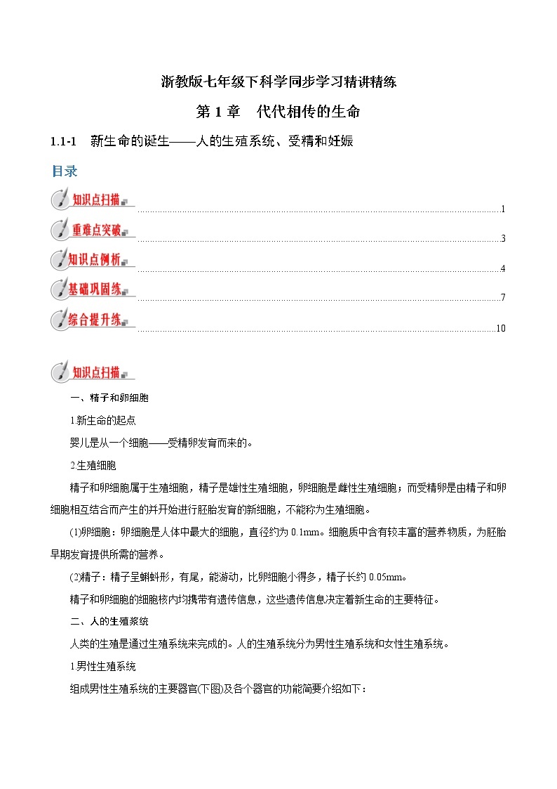 【精品讲义】浙教版 科学 7年级下册 1.1.1 新生命的诞生——人的生殖系统、受精和妊娠（教师版+学生版）01