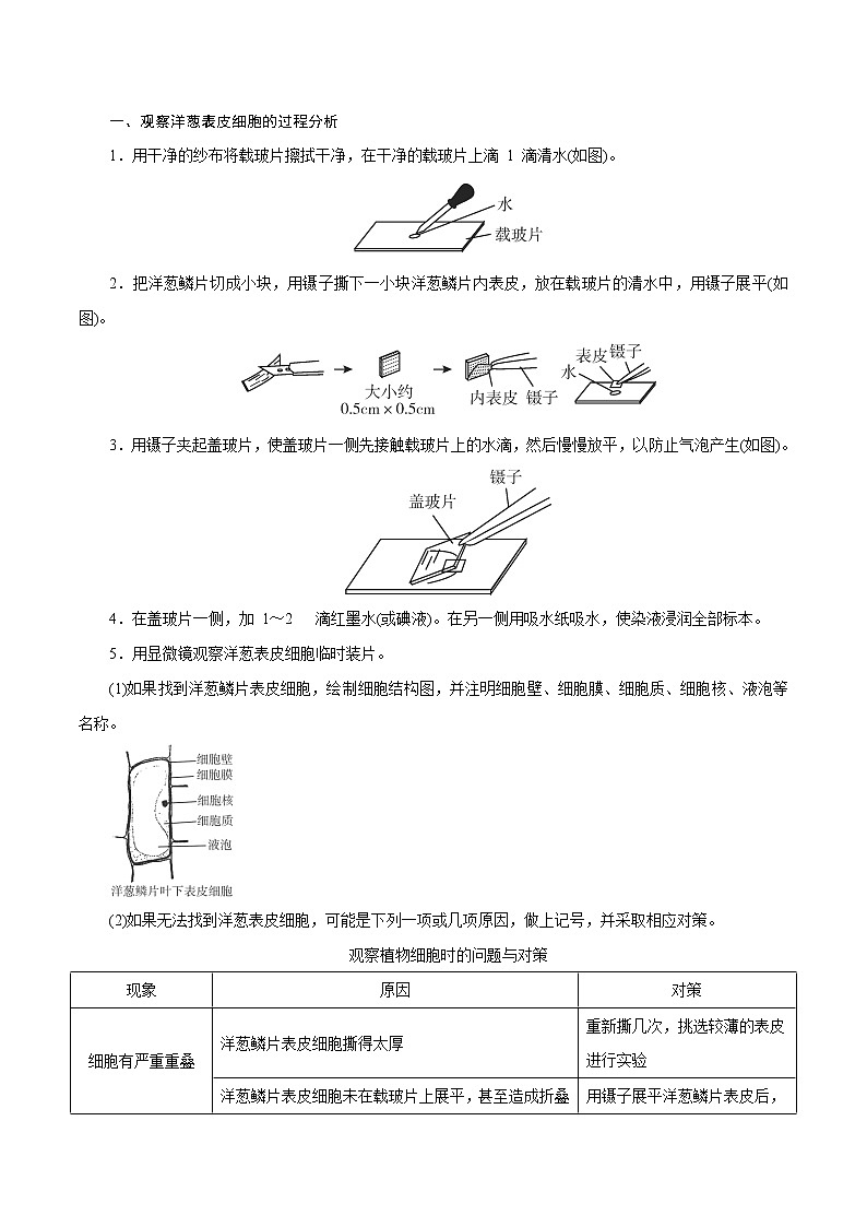 【精品讲义】浙教版 科学 7年级上册 2.2.3 细胞——观察细胞（教师版+学生版）02