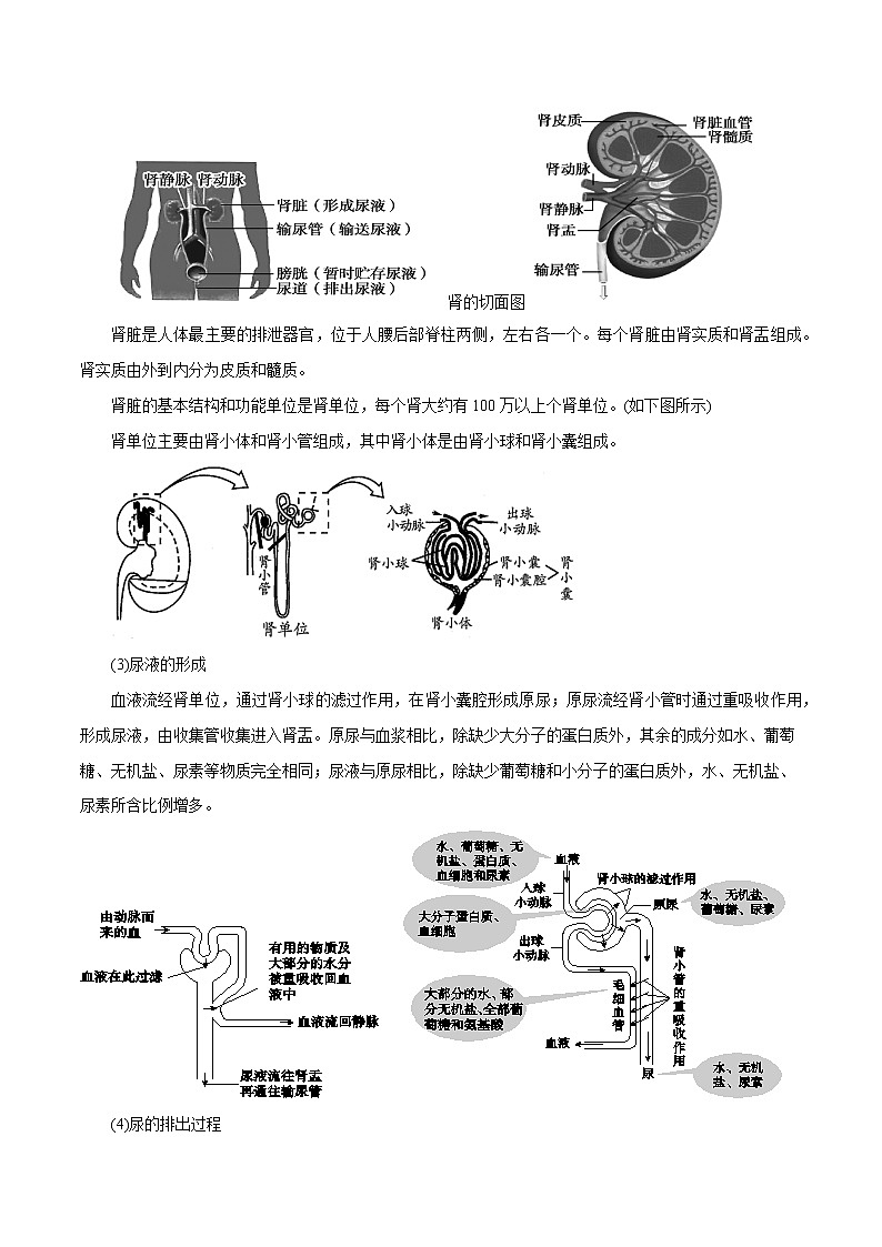 【精品讲义】浙教版 科学 9年级上册 4.5 体内物质的动态平衡03