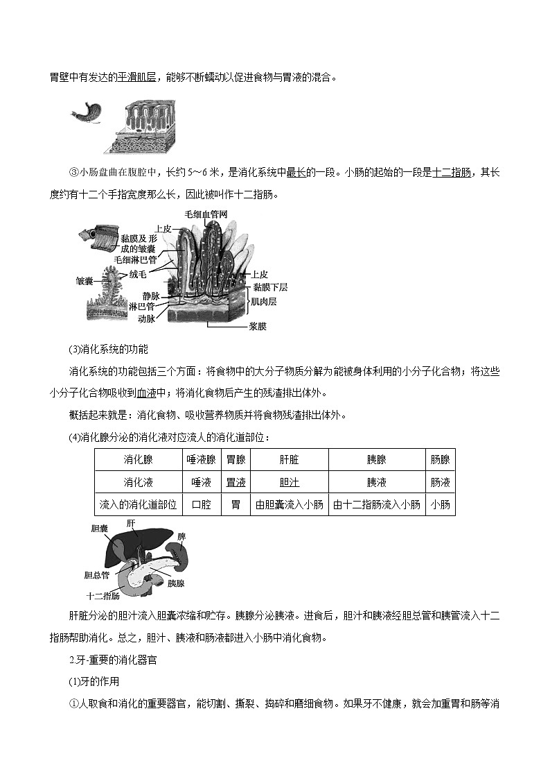 【精品讲义】浙教版 科学 9年级上册 4.2 食物的消化与吸收02