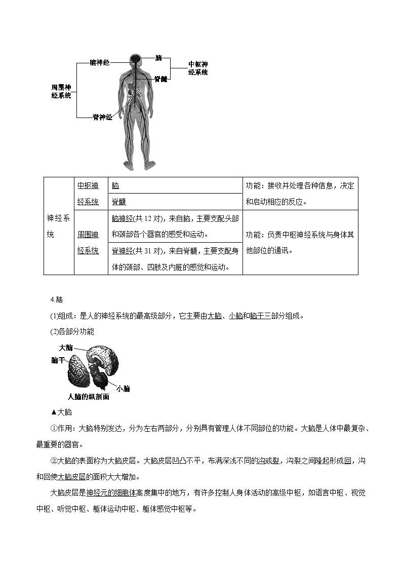 【精品讲义】浙教版 科学 8年级上册 3.3.1 神经调节——对刺激的反应　信息的接受、传导和处理（教师解析版+学生版）03