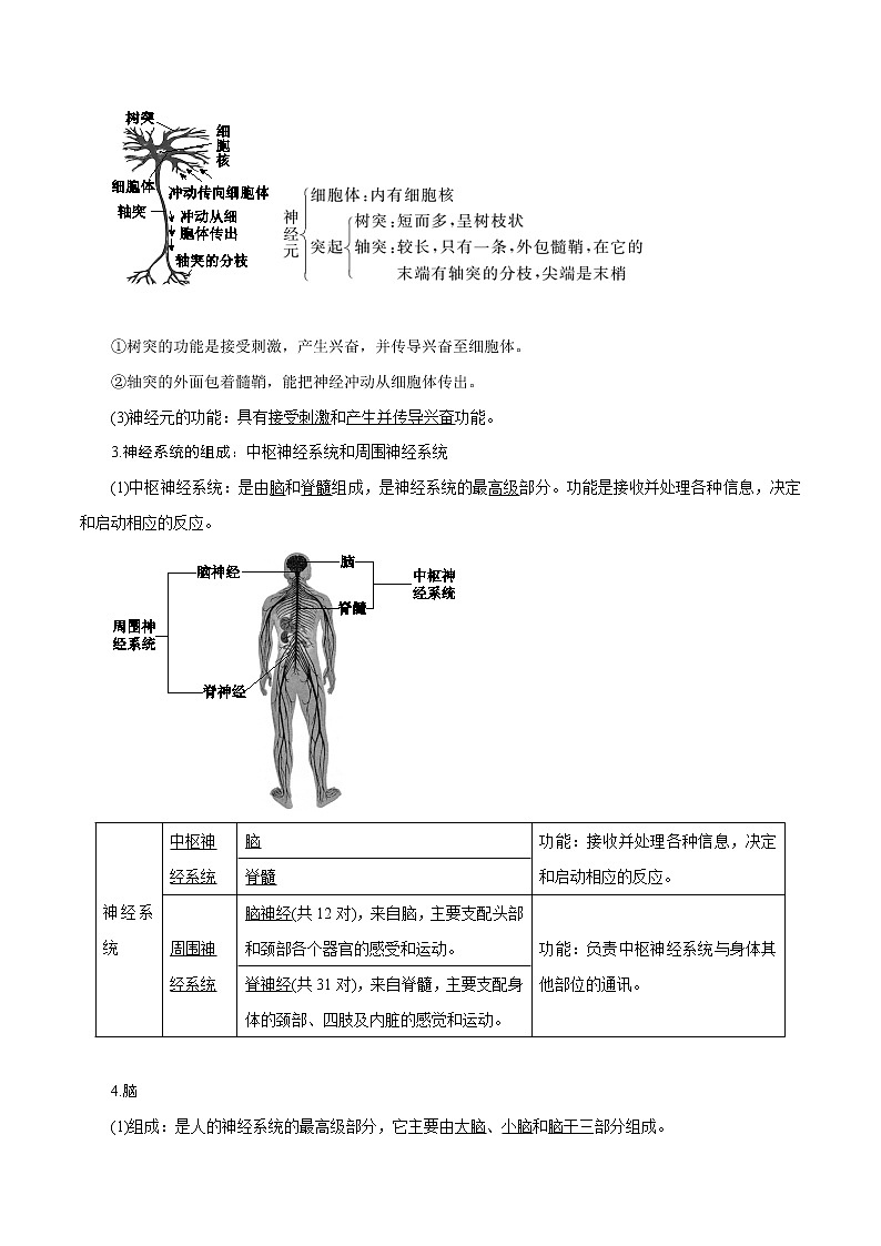 【精品讲义】浙教版 科学 8年级上册 3.3.1 神经调节——对刺激的反应　信息的接受、传导和处理（教师解析版+学生版）02