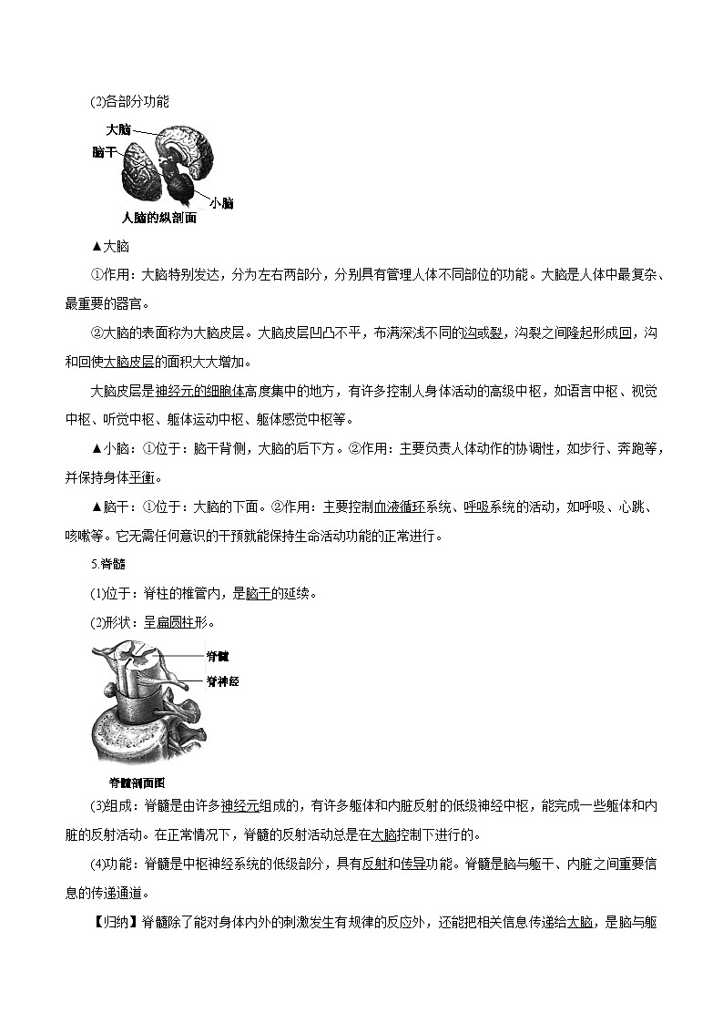 【精品讲义】浙教版 科学 8年级上册 3.3.1 神经调节——对刺激的反应　信息的接受、传导和处理（教师解析版+学生版）03