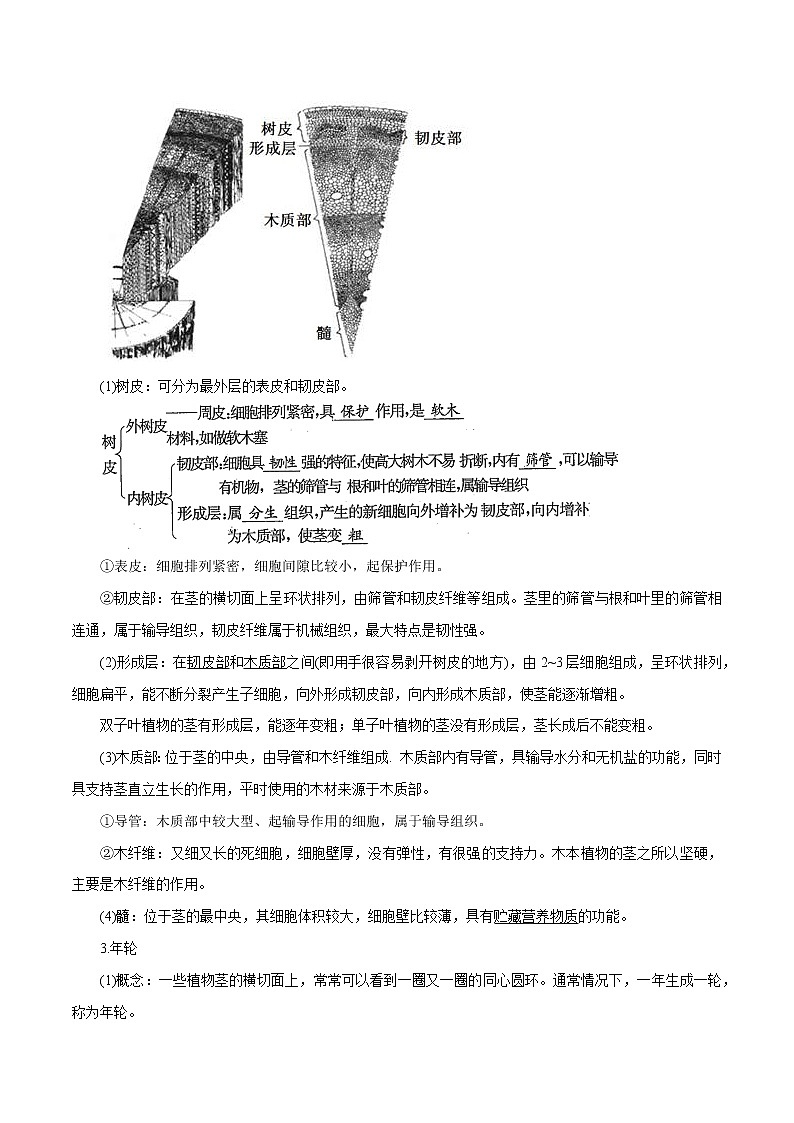 【精品讲义】浙教版 科学  8年级下册   4.4.1 植物的茎与物质运输——植物的茎（教师解析版+学生版）02