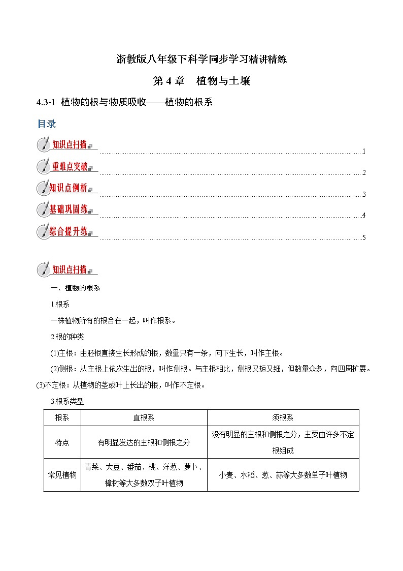 【精品讲义】浙教版 科学  8年级下册   4.3.1 植物的根与物质吸收——植物的根系（教师解析版+学生版）01